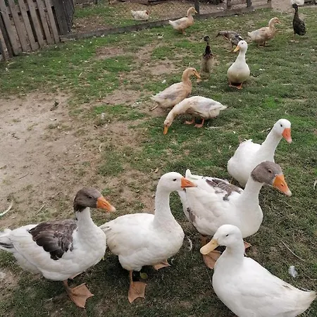 Chaloupka U Montyho Hébergement de vacances Vavrinec (Bansko)